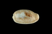 藏品(愛龍寶螺)的圖片